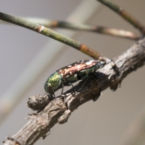 Diphucrania leucosticta at Holt, ACT - 5 Mar 2021