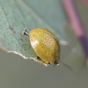 Paropsisterna cloelia at Holt, ACT - 5 Mar 2021