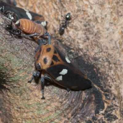 Eurymela fenestrata (Gum tree leafhopper) at The Pinnacle - 4 Mar 2021 by AlisonMilton