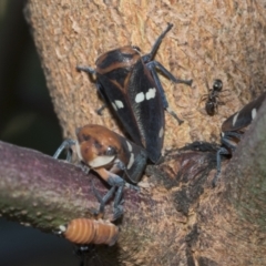 Eurymela fenestrata at Holt, ACT - 5 Mar 2021