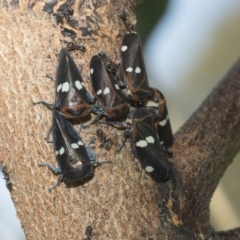 Eurymela fenestrata at Holt, ACT - 5 Mar 2021