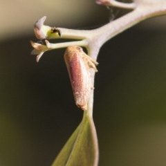 Ipoella sp. (genus) (Leafhopper) at The Pinnacle - 4 Mar 2021 by AlisonMilton