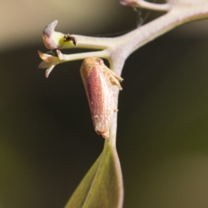 Ipoella sp. (genus) at Holt, ACT - 5 Mar 2021