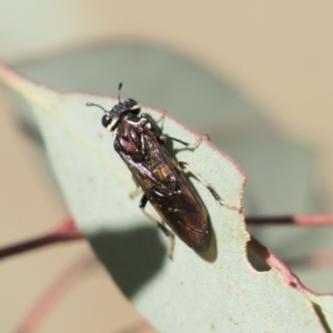 Pergagrapta sp. (genus) at Holt, ACT - 5 Mar 2021 09:29 AM