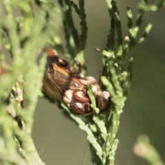 Pergagrapta polita (Sawfly) at Holt, ACT - 5 Mar 2021 by AlisonMilton