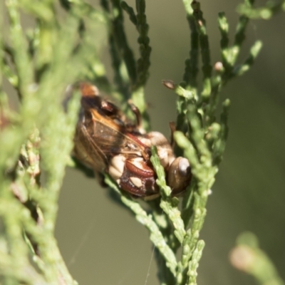 Pergagrapta polita (Sawfly) at Holt, ACT - 4 Mar 2021 by AlisonMilton