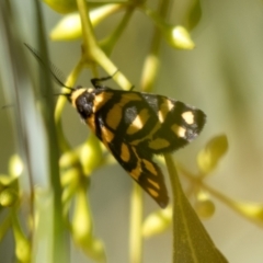 Asura lydia (Lydia Lichen Moth) at Holt, ACT - 5 Mar 2021 by AlisonMilton