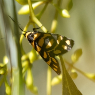 Asura lydia (Lydia Lichen Moth) at Holt, ACT - 5 Mar 2021 by AlisonMilton