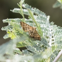 Nacoleia rhoeoalis (A Crambid moth (Spilomelinae) at Holt, ACT - 5 Mar 2021 by AlisonMilton
