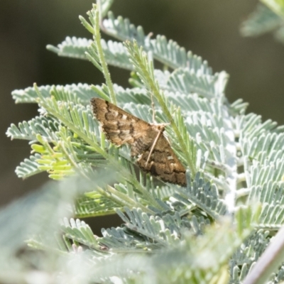 Nacoleia rhoeoalis (A Crambid moth (Spilomelinae) at Holt, ACT - 5 Mar 2021 by AlisonMilton