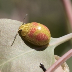 Paropsisterna fastidiosa (Eucalyptus leaf beetle) at Holt, ACT - 4 Mar 2021 by AlisonMilton