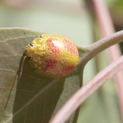 Paropsisterna fastidiosa at Holt, ACT - 5 Mar 2021