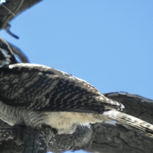 Eudynamys orientalis at Aranda, ACT - 9 Mar 2021