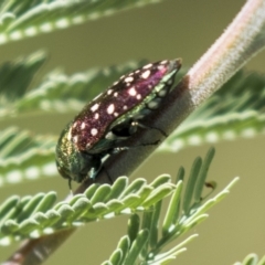 Diphucrania leucosticta (White-flecked acacia jewel beetle) at The Pinnacle - 5 Mar 2021 by AlisonMilton