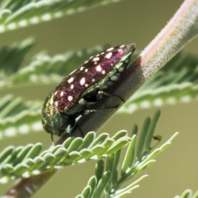 Diphucrania leucosticta (White-flecked acacia jewel beetle) at Holt, ACT - 5 Mar 2021 by AlisonMilton