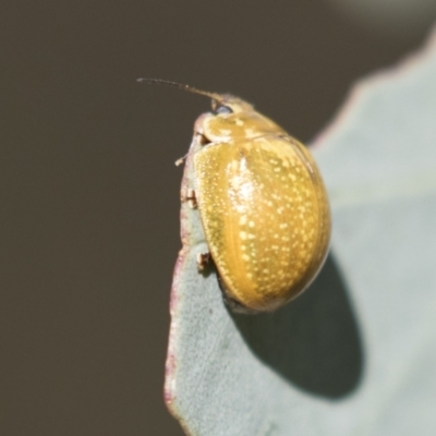 Paropsisterna cloelia (Eucalyptus variegated beetle) at Holt, ACT - 5 Mar 2021 by AlisonMilton