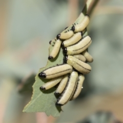 Paropsisterna cloelia at Holt, ACT - 5 Mar 2021