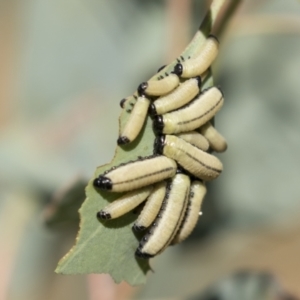 Paropsisterna cloelia at Holt, ACT - 5 Mar 2021 12:14 PM