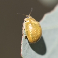 Paropsisterna cloelia at Holt, ACT - 5 Mar 2021 12:14 PM