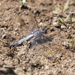 Orthetrum caledonicum (Blue Skimmer) at Holt, ACT - 5 Mar 2021 by AlisonMilton