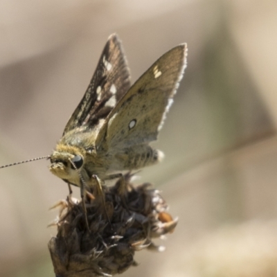 Trapezites luteus (Yellow Ochre, Rare White-spot Skipper) at The Pinnacle - 5 Mar 2021 by AlisonMilton