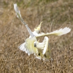 Cacatua galerita (Sulphur-crested Cockatoo) at The Pinnacle - 5 Mar 2021 by AlisonMilton