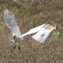 Cacatua galerita at Holt, ACT - 5 Mar 2021 01:10 PM