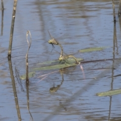 Anax papuensis (Australian Emperor) at Holt, ACT - 5 Mar 2021 by AlisonMilton