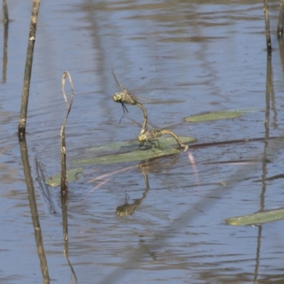 Anax papuensis (Australian Emperor) at The Pinnacle - 5 Mar 2021 by AlisonMilton