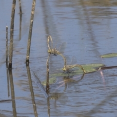 Anax papuensis at Holt, ACT - 5 Mar 2021 01:25 PM