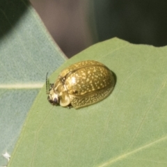 Paropsisterna cloelia (Eucalyptus variegated beetle) at Holt, ACT - 5 Mar 2021 by AlisonMilton