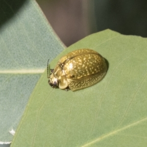 Paropsisterna cloelia at Holt, ACT - 5 Mar 2021 02:06 PM