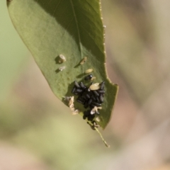 Paropsisterna cloelia at Holt, ACT - 5 Mar 2021