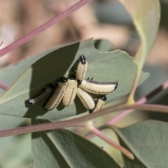 Paropsisterna cloelia at Holt, ACT - 5 Mar 2021 02:06 PM