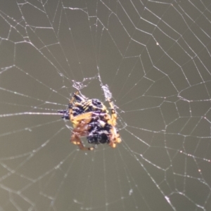 Austracantha minax at Holt, ACT - 5 Mar 2021