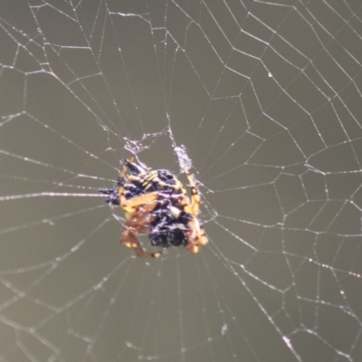 Austracantha minax (Christmas Spider, Jewel Spider) at Holt, ACT - 5 Mar 2021 by AlisonMilton