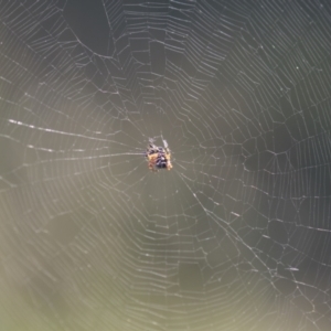 Austracantha minax at Holt, ACT - 5 Mar 2021 02:17 PM