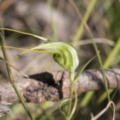 Diplodium laxum (Antelope greenhood) at The Pinnacle - 5 Mar 2021 by AlisonMilton