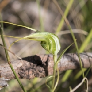 Diplodium laxum at Hawker, ACT - suppressed