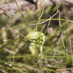 Diplodium laxum at Hawker, ACT - suppressed