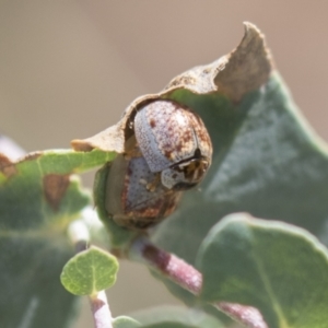 Paropsisterna m-fuscum at Holt, ACT - 5 Mar 2021