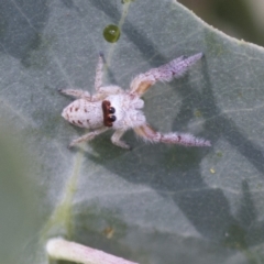 Opisthoncus grassator (Jumping spider) at The Pinnacle - 5 Mar 2021 by AlisonMilton