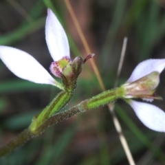 Eriochilus cucullatus (Parson's Bands) at Tidbinbilla Nature Reserve - 6 Mar 2021 by Harrisi