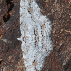 Didymoctenia exsuperata (Thick-lined Bark Moth) at Paddys River, ACT - 6 Mar 2021 by Harrisi