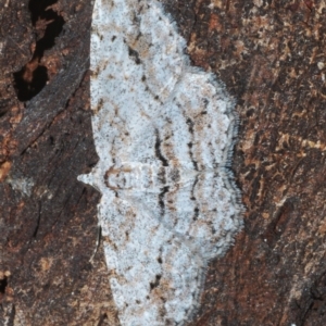 Didymoctenia exsuperata at Paddys River, ACT - 6 Mar 2021 03:34 PM