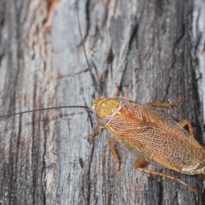 Balta spuria (A Balta Cockroach) at Black Mountain - 7 Mar 2021 by Harrisi