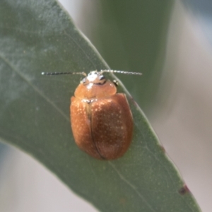 Paropsisterna cloelia at Holt, ACT - 5 Mar 2021 01:42 PM