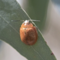 Paropsisterna cloelia (Eucalyptus variegated beetle) at Holt, ACT - 5 Mar 2021 by AlisonMilton