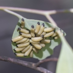 Paropsisterna cloelia at Holt, ACT - 5 Mar 2021