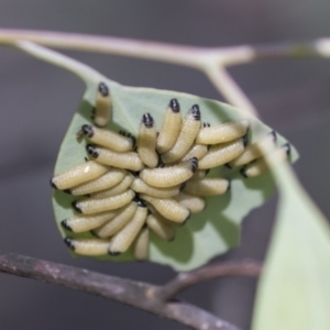 Paropsisterna cloelia at Holt, ACT - 5 Mar 2021 01:42 PM